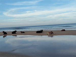 Colva Kinara 3* коровы на пляже в море